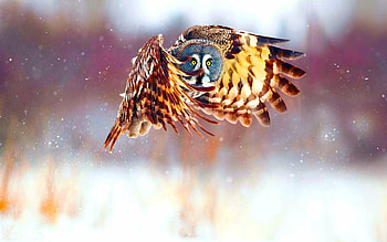 Strix nebulosa, Owls HD wallpaper