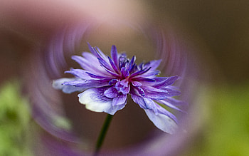Flower, nature, effect, graphy HD wallpaper