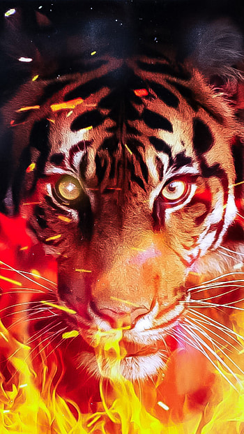 TIGER (FLAME), eye, head HD phone wallpaper