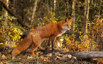 Fox, autumn, animal, forest HD wallpaper