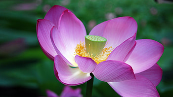 Padma, Lotus (Flower) HD wallpaper