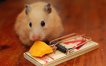 hamster , Hamster cuteness overload, Adorable and furry, Fuzzy little friends HD wallpaper