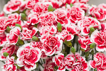CARNATIONS, PETALS, LEAVES, NATURE, COLORS HD wallpaper