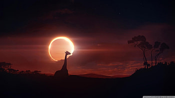 Giraffe, Evening, Sunset, Forest, Trees, Night, Dark, Sun, Animal, Wildlife, Sky HD wallpaper
