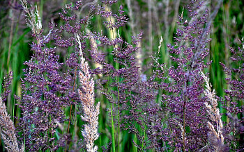 Plants HD wallpaper