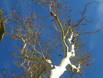 Sycamore Tree, Arizona Sycamore, Tree, Doves HD wallpaper