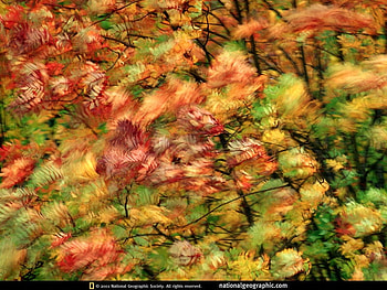 autumn in me, autumn, in me HD wallpaper