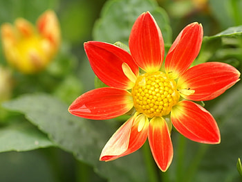 Plants, Flowers HD wallpaper