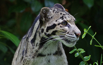 Animals, Predator, Wild Cat, Wildcat, Clouded Leopard, Smoky Leopard HD wallpaper