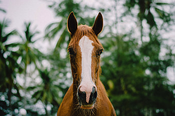 Horse, animal, muzzle, close up HD wallpaper