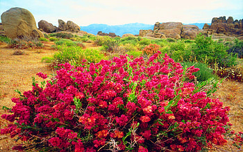 California, Sierra Nevada Mountains, wildflowers, landscape, sky, flowers, rocks, usa HD wallpaper