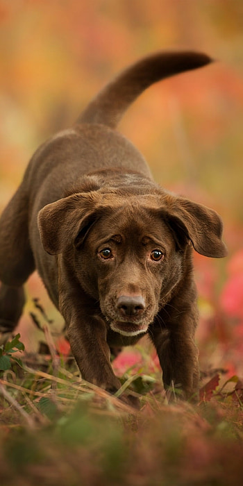 Playful, Labrador Retrievers HD phone wallpaper