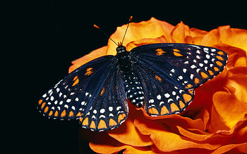 Butterflies, Insects HD wallpaper