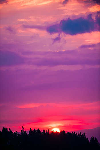 Nature, Trees, Sunset, Sky, Sun, Pink HD phone wallpaper