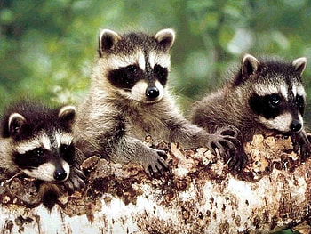 Animals, Raccoons HD wallpaper