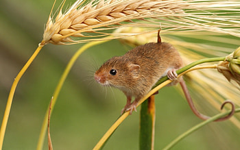 Mouse, cute , backgrounds, high definition HD wallpaper