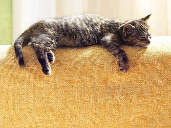 Animals, Cat, To Lie Down, Lie, Striped, Sleep, Dream HD wallpaper