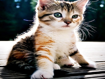 mr.kitty, cat, kitty HD wallpaper