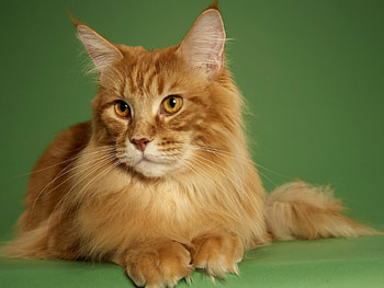 Gentle giant, Striking markings, Big cat beauty, wonder HD wallpaper