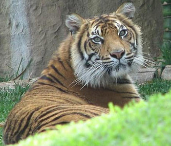 Tiger, tigers, animals HD wallpaper