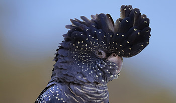 Cockatoo, Animals, New Subspecies, Red Tailed Black HD wallpaper