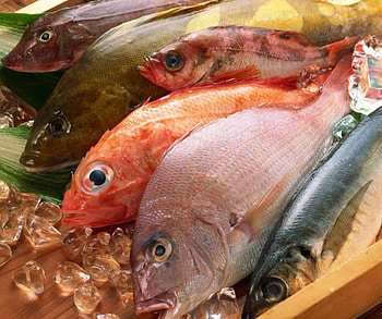 Fish, animals HD wallpaper