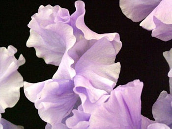 Floating Petals, flowers, mauve, floating, petals HD wallpaper
