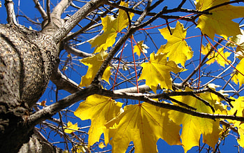 Nature, Leaves, Wood, Tree, Branches, Branch, Maple, Trunk HD wallpaper