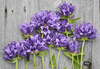 purple flowers, purple, fun, cool, nature, flowers HD wallpaper