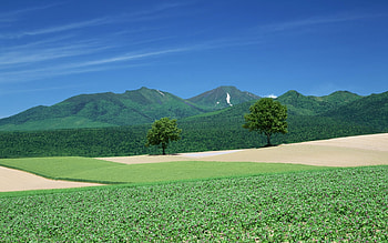 Hokkaido field, grass, nature, field, mountain HD wallpaper