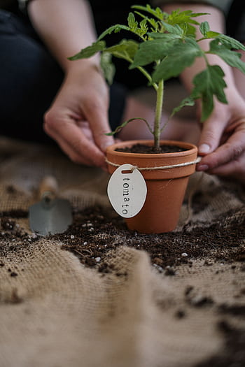 Close-up of a person planting a tomato seedling in a pot, focusing on organic gardening practices. HD phone wallpaper