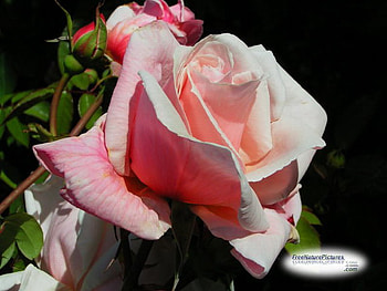 PINK ROSE, rose, pink, pretty, flower HD wallpaper