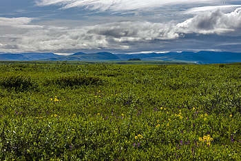 Nature, Flowers, Mountains, Field, Hills, Wildflowers HD wallpaper