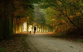 park, road, bike, skate, fall HD wallpaper
