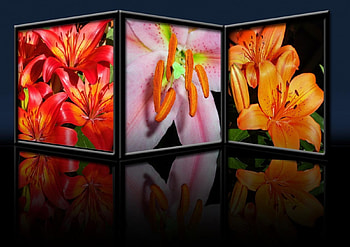 Flowers, colors HD wallpaper