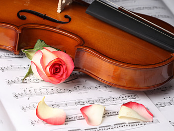 Violin, Music HD wallpaper