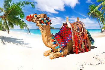 Varied , Camel collection, Desert beauty, Nature's wonders HD wallpaper