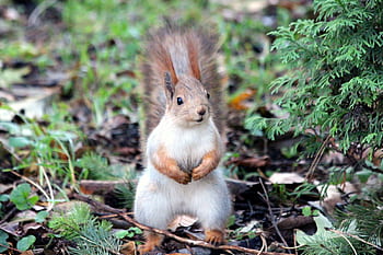 Close-up of a cute Eastern Red Squirrel standing in a forest, showcasing its fluffy tail and curious stance. HD wallpaper