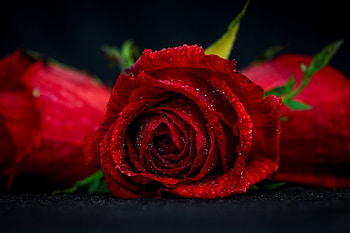 rose in drops, roses, drops, flowers, water, macro HD wallpaper