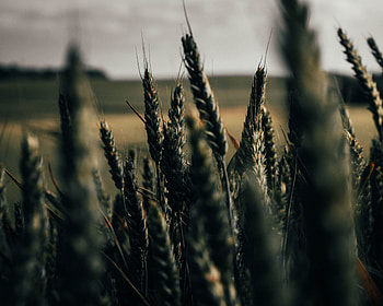 Plants, Cones, Wheat, Macro, Field, Spikelets, Cereals HD wallpaper