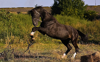 Animals, Grass, Field, Bounce, Jump, Horse HD wallpaper