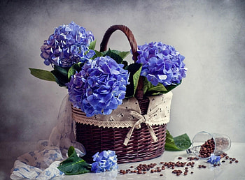 Flowers, Coffee, Basket, Hydrangea, Scarf, Scattering, Placer HD wallpaper