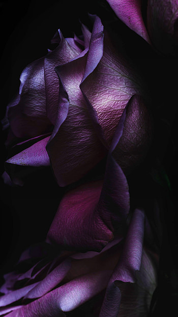 iOS 9 Plant HD phone wallpaper