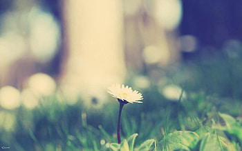 Grass, Macro, Shine, Light, Branch, Light Coloured HD wallpaper