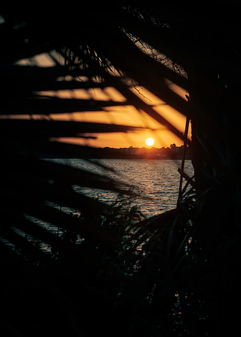 Nature, Sunset, Leaves, Sea, Sun, Branches HD phone wallpaper
