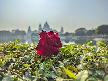 Kolkata, Nature, cloud, love, sky, new, Victoria, bengal, rose HD wallpaper