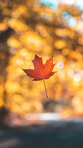 Maple leaf in autumn, Vibrant beauty, Seasonal , Nature's wonder HD phone wallpaper