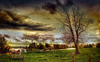 Animals, Landscape, Fields, Horses HD wallpaper