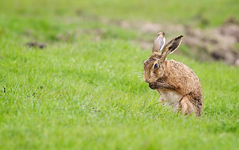 Hare artwork, Creative , Nature's beauty, Artistic expression HD wallpaper