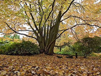 Autumnal Season, autumn, leaves, foliage, tree HD wallpaper
